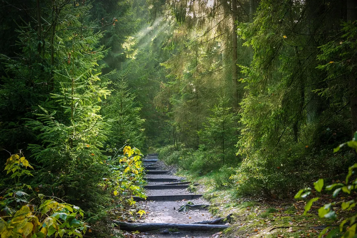 Nature Therapy: How to Plan a Forest Bathing Weekend in the UK